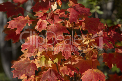 Colorful maple leaves