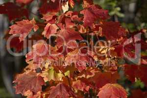 Colorful maple leaves