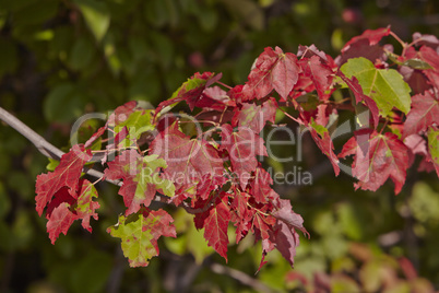 Colorful maple leaves