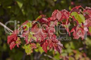 Colorful maple leaves