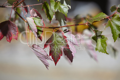 Colorful maple leaves