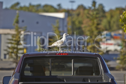 Seagull on a car roof