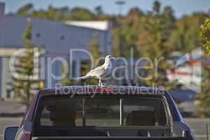 Seagull on a car roof