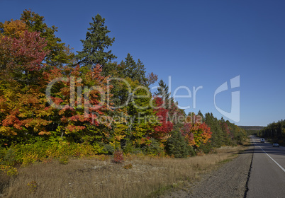 Highway with colorful maple leaves