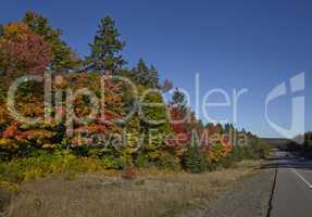 Highway with colorful maple leaves