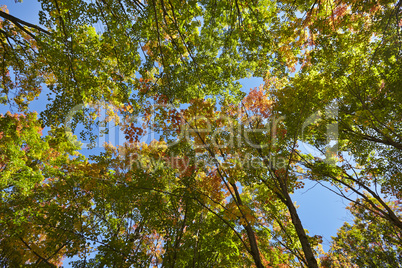 Colorful maple leaves