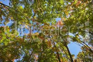 Colorful maple leaves