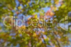 Background colorful blurred maple leaves