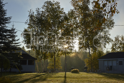 Sunny canadian morning in the forrest