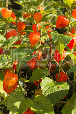 Lampionblume (Physalis alkekengi)