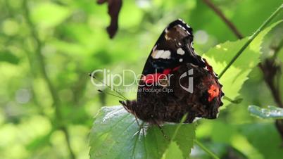 butterfly on a green leaf