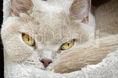 Lilac british shorthair portrait