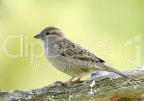 Female sparrow