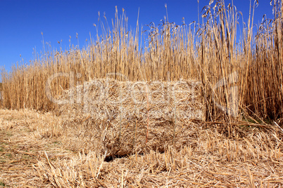 Field of reeds