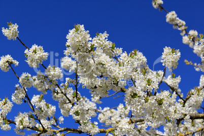 cherry in flowers