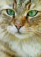 Portrait of a cat close-up