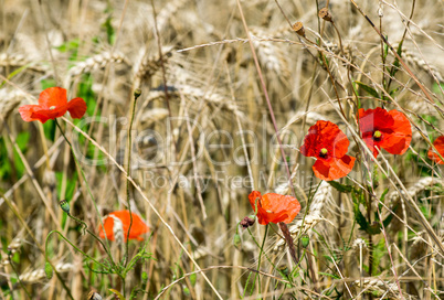 Poppies on a wheat field