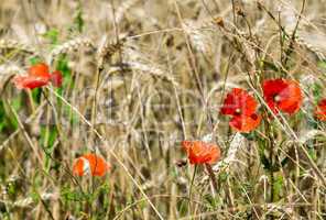 Poppies on a wheat field