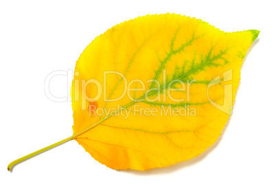 Yellowed autumn poplar leaf