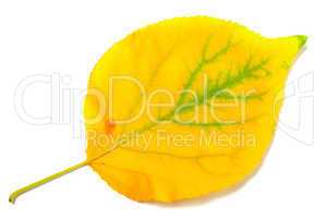Yellowed autumn poplar leaf