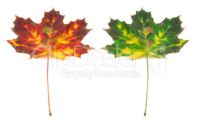 Multicolor autumn maple-leaf