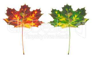 Multicolor autumn maple-leaf