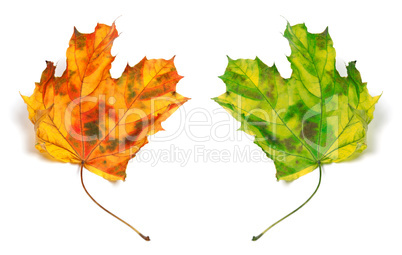 Yellowed autumn maple-leafs