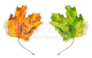 Yellowed autumn maple-leafs