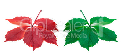 Red and green leaves (Virginia creeper leaf)