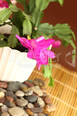 Christmas cactus