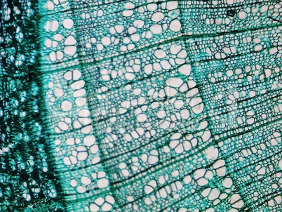 Pine Wood micrograph