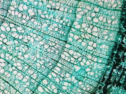 Pine Wood micrograph