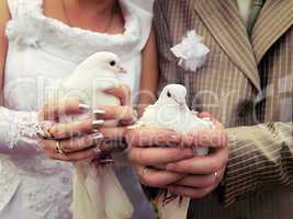 Wedding doves close-up in the hands of the bride and groom