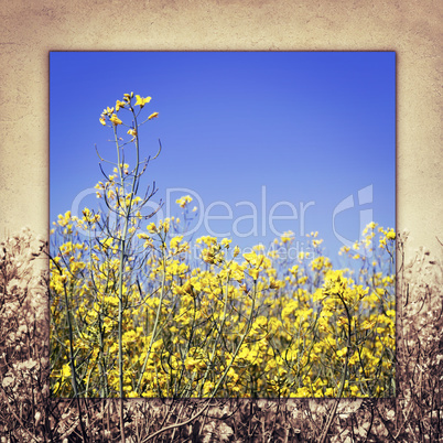 view the sky through the green grass with yellow flowers