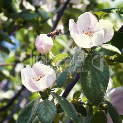 bee sits on a flower of a quince