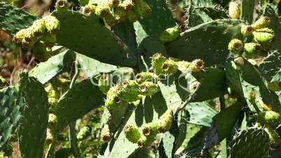 Opuntia Ficus - Indica, Portugal, Algarve