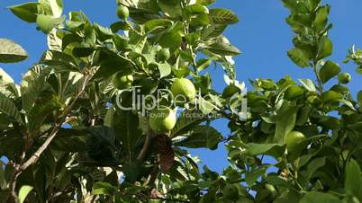 Unripe Green Lemons on the Branch Tree, closeup