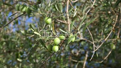 Olive Berries on the Branch Tree, closeup