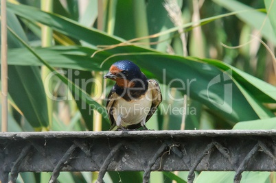 Hirundo rustica