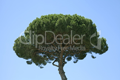 lush green tree with blue sky background