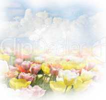 Background With  Clouds And Tulips
