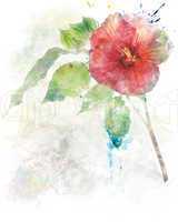 Watercolor Image Of  Hibiscus Flower