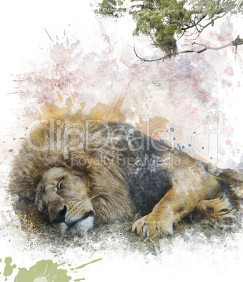 Watercolor Image Of  Sleeping Lion