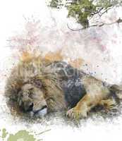 Watercolor Image Of  Sleeping Lion