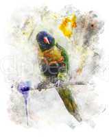 Watercolor Image Of Parrot (Rainbow Lorikeet)