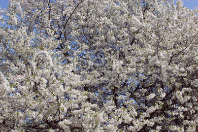 blossoming tree of cherry