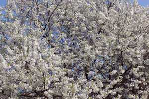 blossoming tree of cherry
