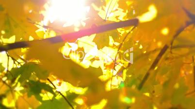 Defocused Autumn Leaves and Sun