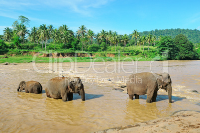Elephant group in the river
