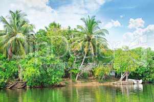 Tropical river with palm trees on  shores